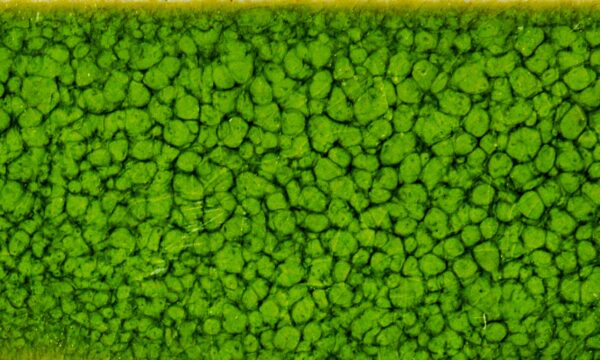 KJ-115 Lime Moss