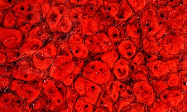 KJ-225 Poppy Field