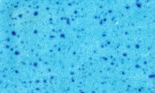 KJ-223 Lagoon Dust