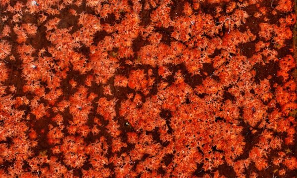 KJ-233 Maple Leaves
