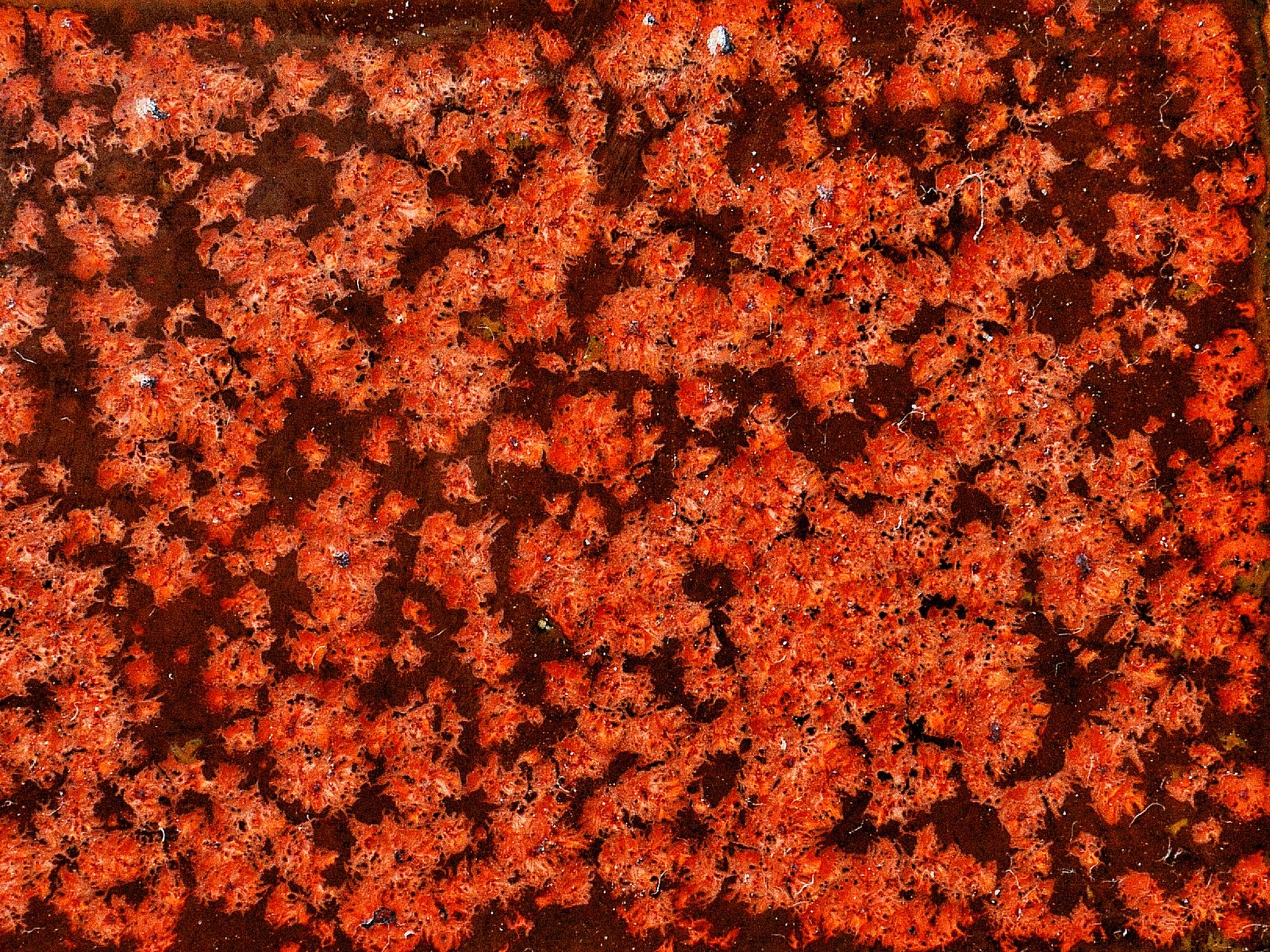 KJ-233 Maple Leaves